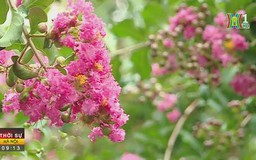Rực rỡ hoa tường vi ngày hè