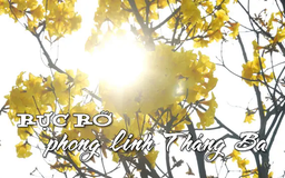 Rực rỡ phong linh tháng Ba | Nhịp sống Hà Nội | 26/03/2025
