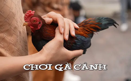 Chơi gà cảnh | Nhịp sống Hà Nội | 26/04/2025