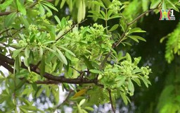 Hoa sữa mùa thu