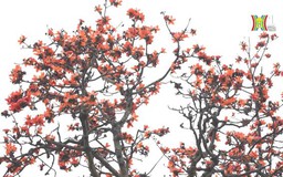 Hoa gạo thắp lửa khung trời ngoại thành Hà Nội