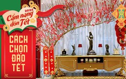 Bí quyết chọn cành đào Tết đẹp đón tài lộc vào nhà