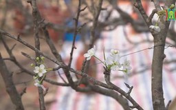 Người Hà Nội chơi hoa lê sau Tết