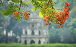 Hà Nội - mùa hoa tháng 5