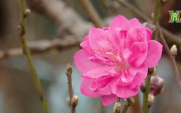 Đào Nhật Tân bung nở đón Tết Dương lịch