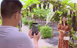 Trải nghiệm hái nho thu hút du khách