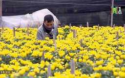Người dân Tây Tựu mong chờ vụ hoa Tết