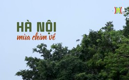 Hà Nội mùa chim về | Cuộc sống thành thị | 02/11/2024