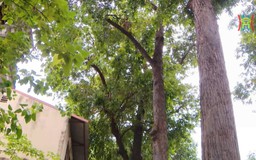 Hàng cây sao đen trên phố Lò Đúc