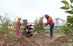 Phủ xanh bãi sông bằng cây cảnh sau Tết