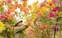 Sắc hoa giấy Phù Đổng