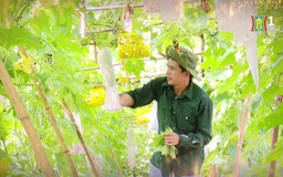 Nông nghiệp Thủ đô - khát vọng trụ cột nền kinh tế trong xây dựng, đổi mới | Phóng sự tài liệu | 07/01/2025
