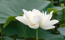 Hương mùa sen tháng sáu