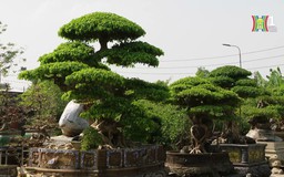 Làng cây cảnh Hồng Vân ngày giáp Tết
