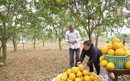 Người nông dân yêu đất, thương cây | Người tốt quanh ta | 11/04/2025