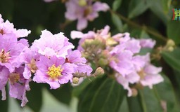 Bằng lăng nhuộm tím phố phường Hà Nội