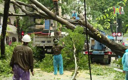 Giải pháp cho cây xanh gãy đổ sau bão | Chuyện đô thị | 14/09/2024