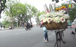 Cúc họa mi báo mùa đông về trên phố