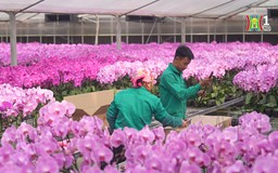 Vườn lan đa sắc chào Xuân mới
