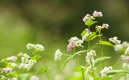 Đồng hoa tam giác mạch nở giữa Hà Nội