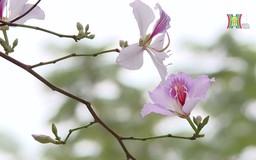Hoa Ban khoe sắc trên phố Hà Nội