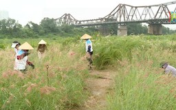 Bến hoa Phúc Xá rực rỡ sắc màu