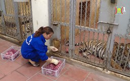 Người chăm sóc thú dữ ở vườn thú Hà Nội | Người tốt quanh ta | 21/08/2024