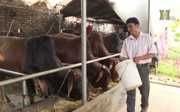 Bò đồng cỏ Ba Vì, thế mạnh được phát huy | Phóng sự tài liệu | 20/01/2025