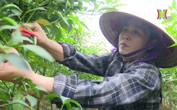 Chương trình 04 - thành quả nông thôn mới hiện hữu | Đảng trong cuộc sống | 22/07/2024