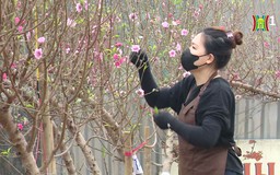 Làng đào Nhật Tân tất bật ngày giáp Tết