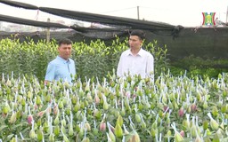 Nông dân làm giàu nhờ trồng hoa ly | Người tốt quanh ta | 23/04/2025
