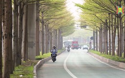 Cây bàng thay lá trên phố