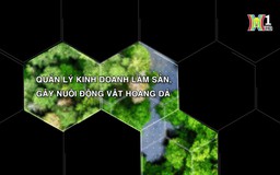Quản lý kinh doanh lâm sản, gây nuôi động vật hoang dã| Tạp chí Kiểm lâm | 24/08/2024