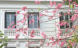 Hoa mỹ nhân ngày chớm đông