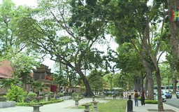 Vẻ đẹp trên đường Hoàng Diệu