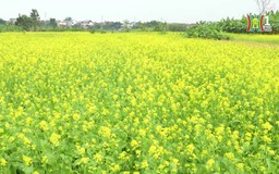 Rực rỡ sắc cải vàng Đông Chi