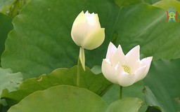 Mùa sen trắng