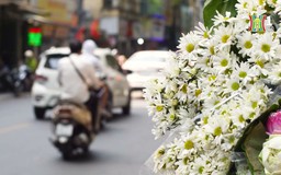 Cúc họa mi xuống phố chào đông