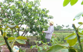 HTX kiểu mới - động lực thay đổi tư duy sản xuất | Chuyện ở ngoại thành | 29/11/2025
