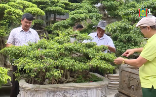 Nông thôn mới thúc đẩy phát triển nông sản giá trị cao | Nông thôn mới Hà Nội | 07/12/2025