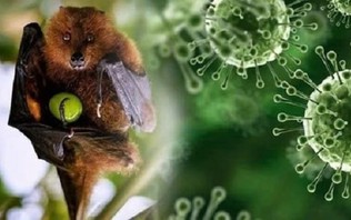 Châu Á chủ động phòng ngừa virus Nipah