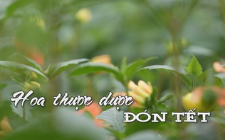 Hoa Thược dược đón Tết | Nhịp sống Hà Nội | 31/01/2026