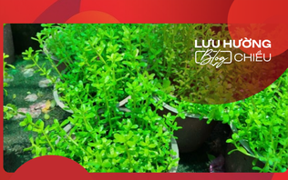 Hàng rau đắng trên sân nhà ngoại