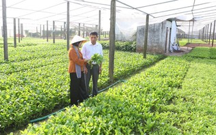Kinh tế tập thể - hành trình thích ứng với giai đoạn mới | Nông nghiệp nông thôn | 03/09/2026