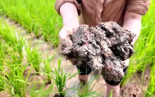 CEO lội ruộng: Đi tìm giá trị từ đồng ruộng | Con đường doanh nhân | 11/10/2026