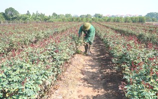 Nông thôn Hà Nội đang cần vốn đầu tư cho sản xuất