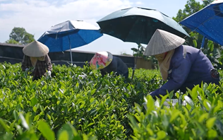 Khai thác lợi thế vùng đồi gò | Nông thôn mới Hà Nội | 08/10/2026