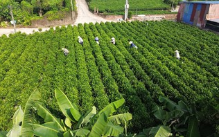 Mùa thu trên nương chè Bắc Sơn