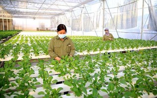 Nông nghiệp xanh – Xu thế tất yếu của Hà Nội