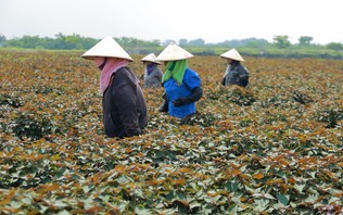 Xanh hóa đất nông nghiệp bỏ hoang - khơi nguồn sinh kế | Nông nghiệp và Môi trường | 18/10/2026